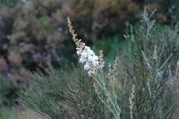 Image of Linaria nivea Boiss. & Reuter