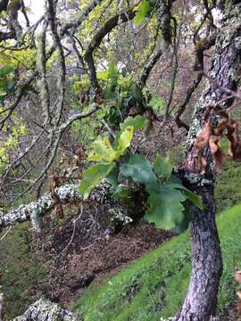 Image of hybrid oak