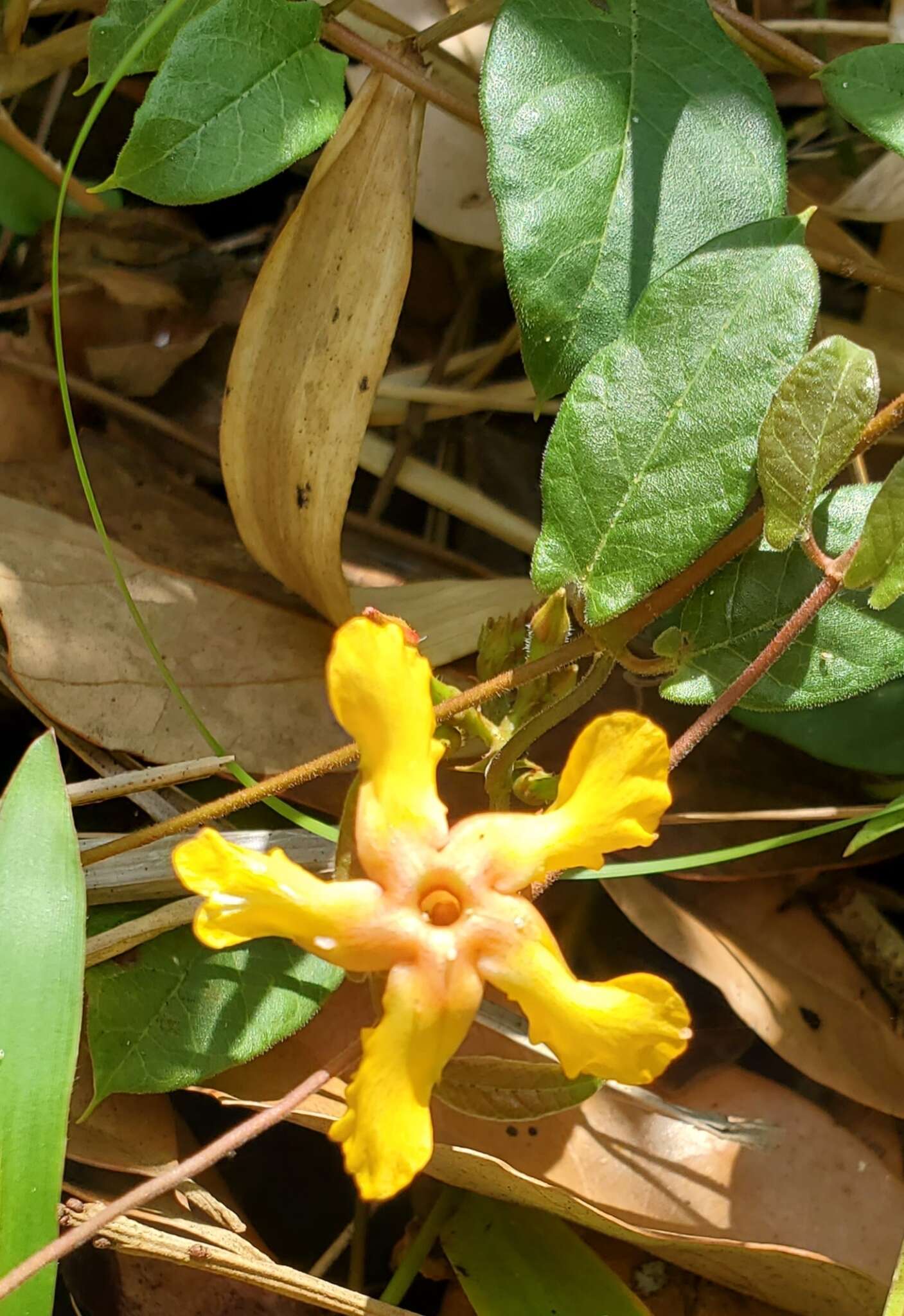 Imagem de Mandevilla subsagittata (Ruiz & Pav.) R. E. Woodson