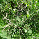 Image of Quercus frutex Trel.