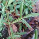 Image of Reseda jacquinii Rchb.