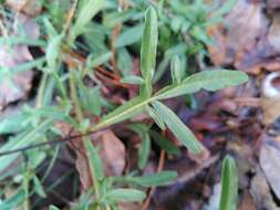 Image of Reseda jacquinii Rchb.