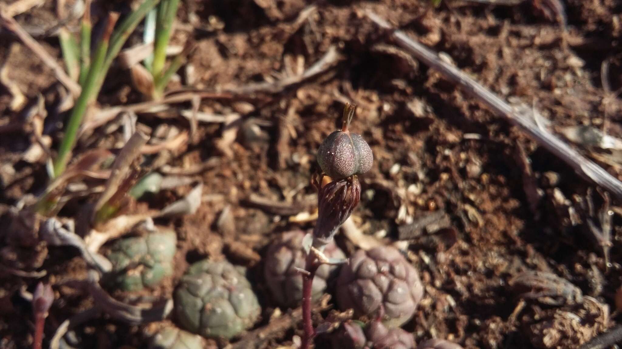 Image of Globose Euphorbia