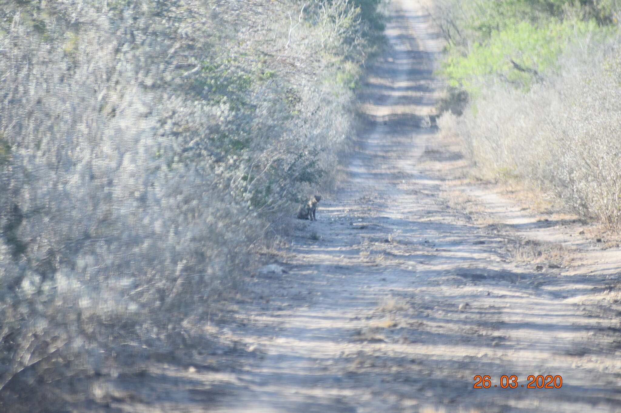 Image of Jaguarundi