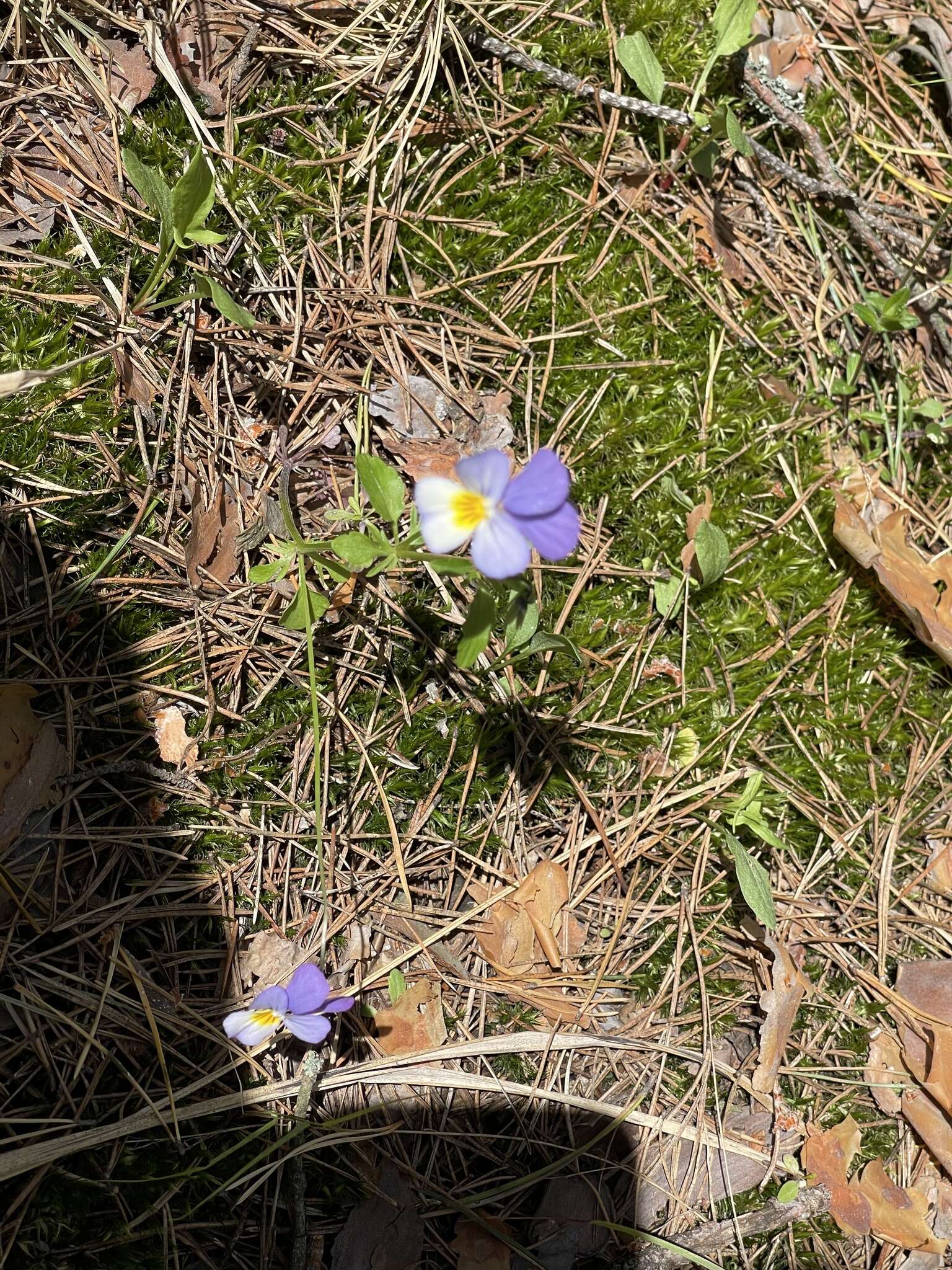 Sivun Viola tricolor subsp. matutina (Klokov) Valentine kuva