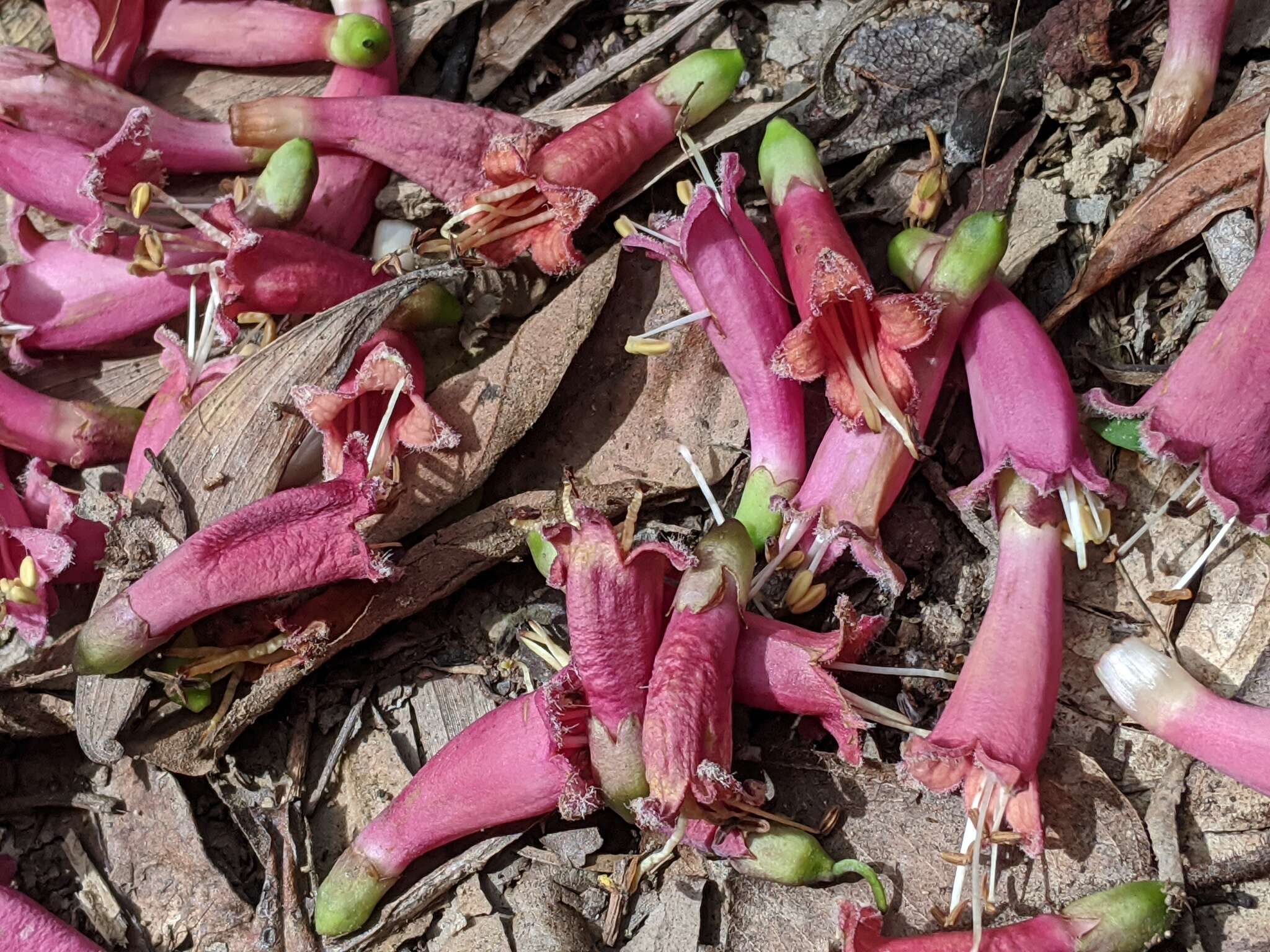 Image of Neosepicaea jucunda (F. Muell.) Steenis