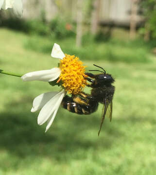 Plancia ëd Xylocopa tabaniformis parkinsoniae Cockerell 1917