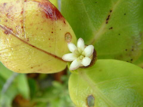 Image of Timonius uniflorus (Banks ex C. F. Gaertn.) Govaerts