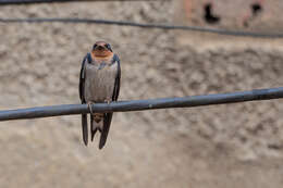 Image of Angola Swallow