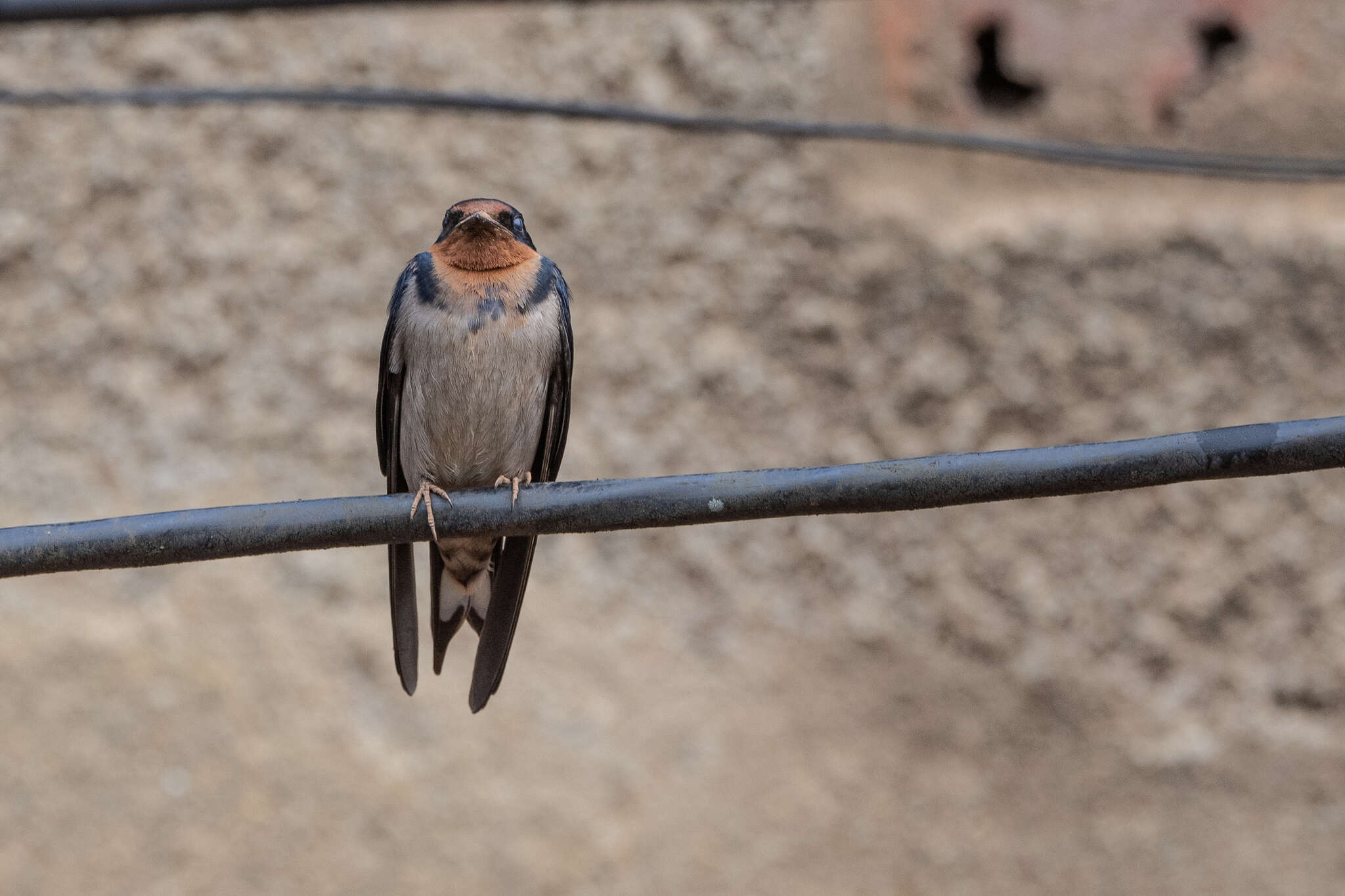 Image of Angola Swallow