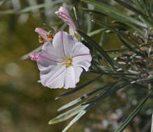 Слика од Convolvulus argyrothamnos W. Greuter