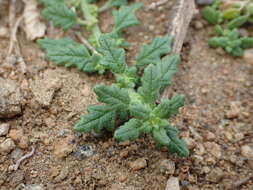 Image of clammy goosefoot