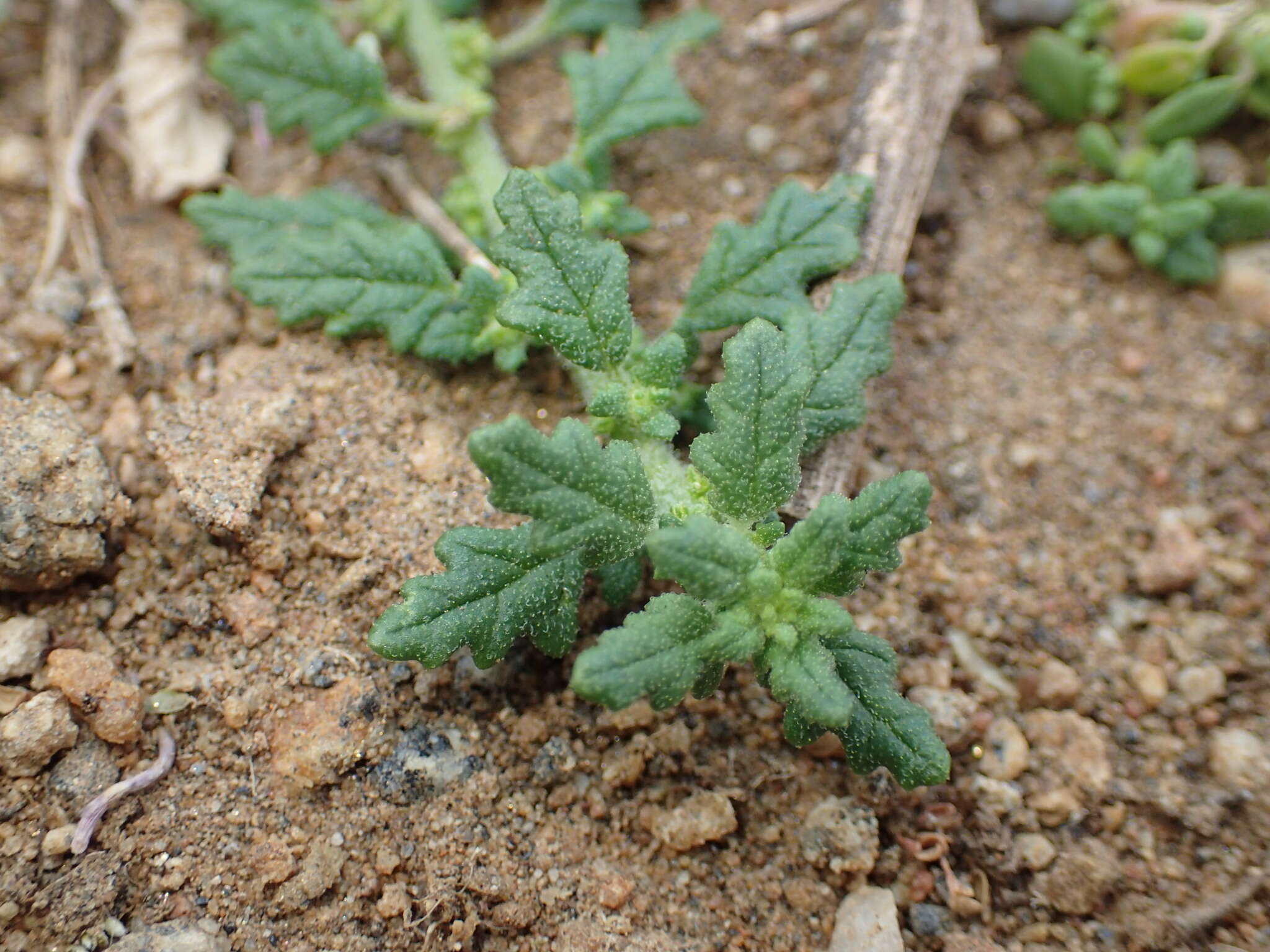 Image of clammy goosefoot