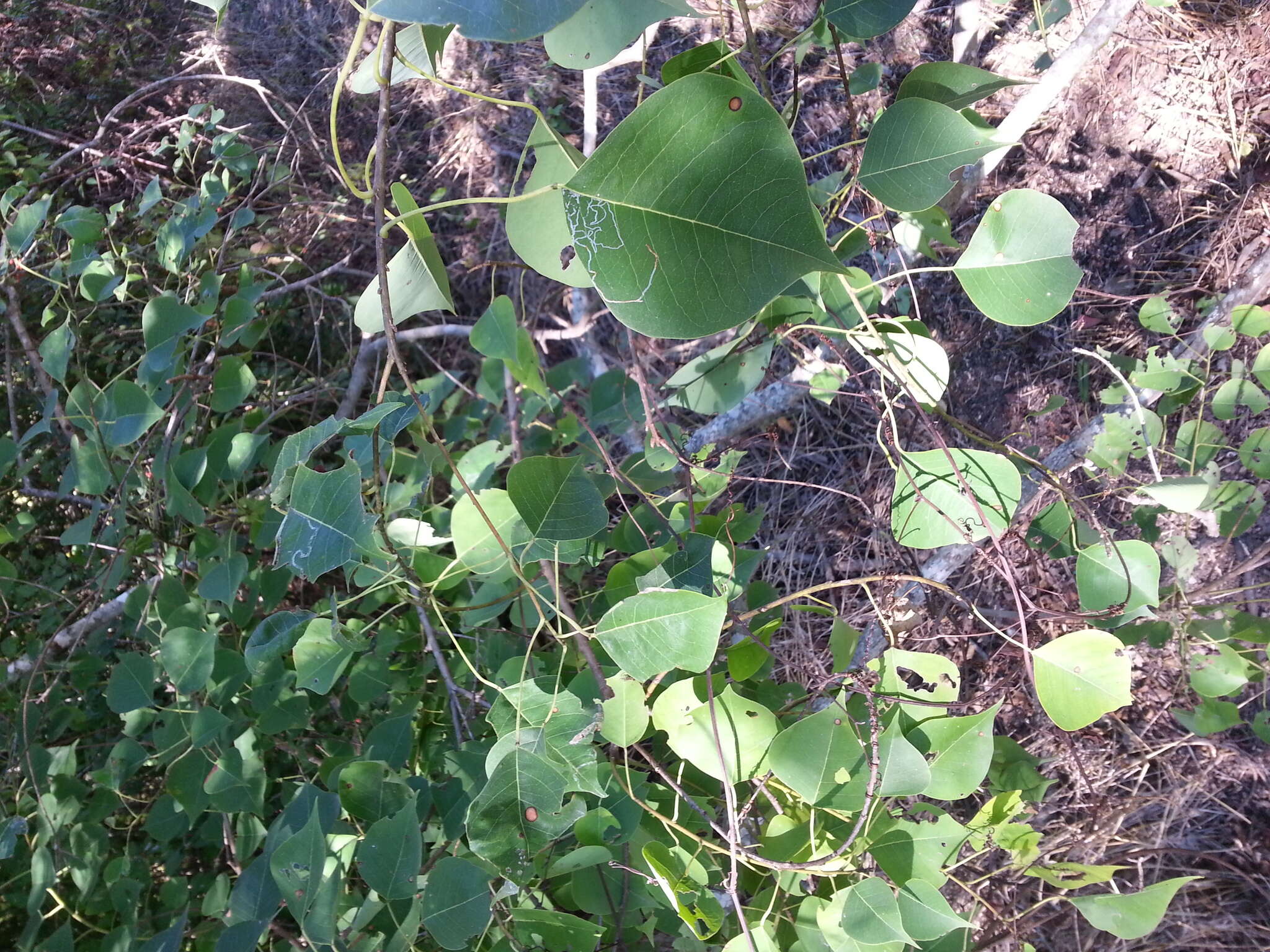 Image of Chinese tallow