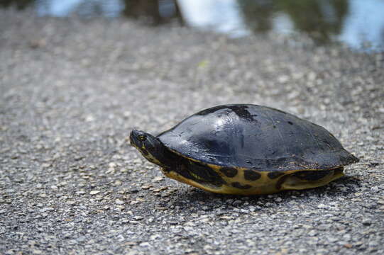 Image of Suwannee cooter