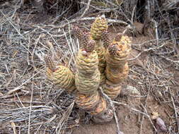 Image of Tephrocactus articulatus (Otto) Backeb.