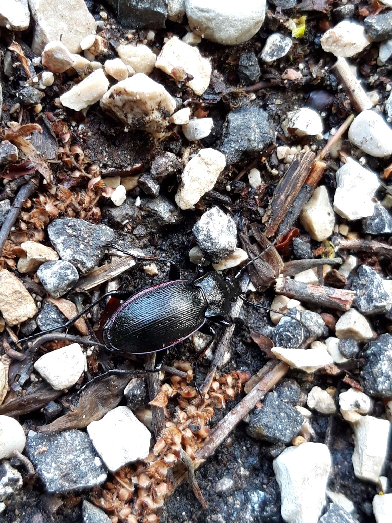 Image of Carabus (Eucarabus) catenulatus Scopoli 1763