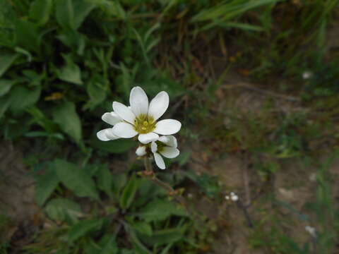 Sivun Saxifraga bulbifera L. kuva