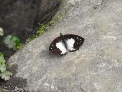 Imagem de Lymanopoda pieridina Röber 1927