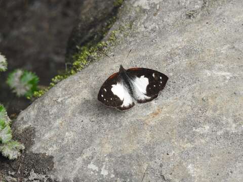 Image of Lymanopoda pieridina Röber 1927