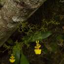 Image of Oncidium bryolophotum Rchb. fil.