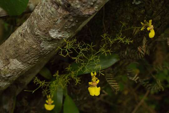 Imagem de Oncidium bryolophotum Rchb. fil.