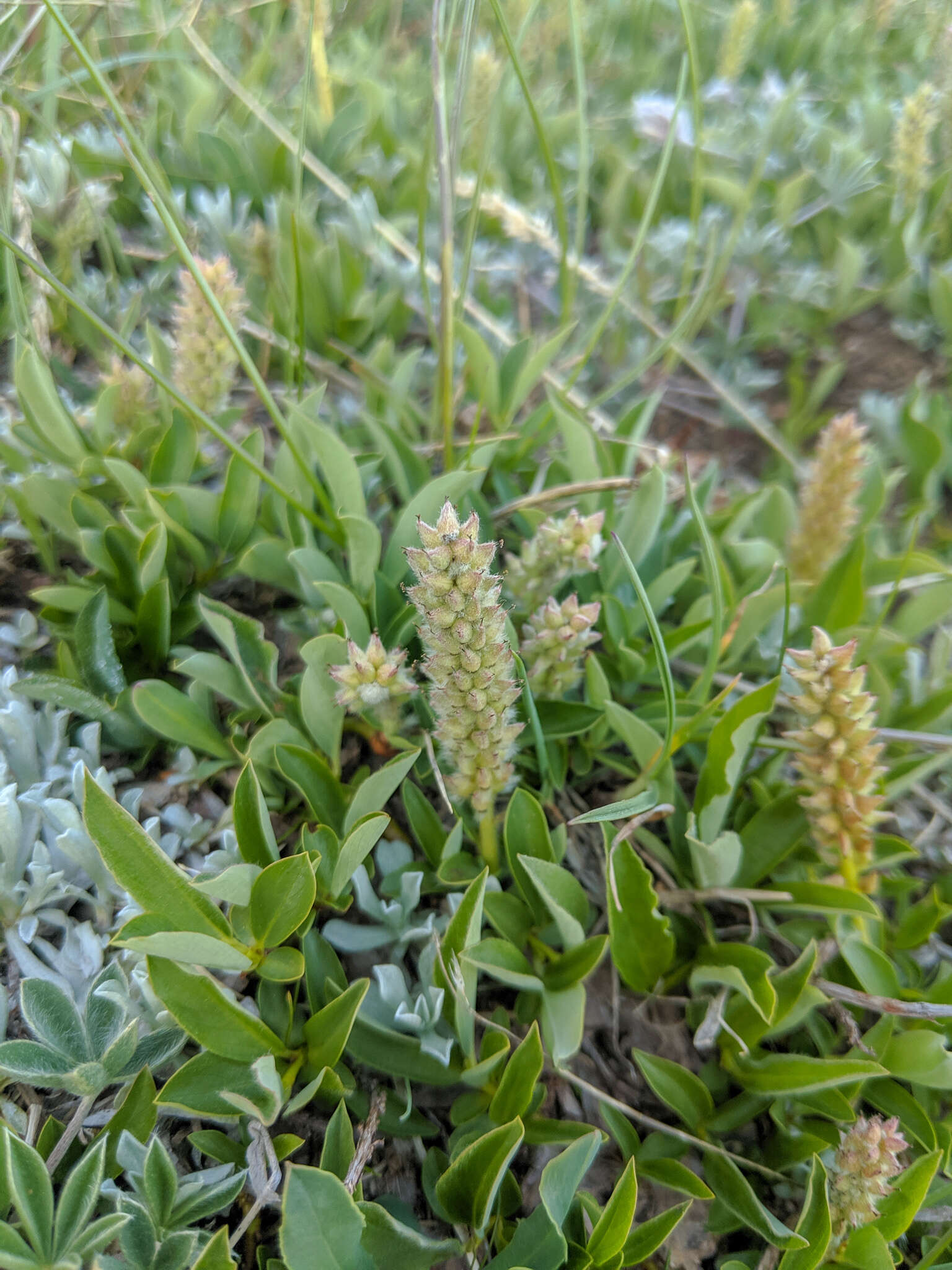 Image of alpine willow