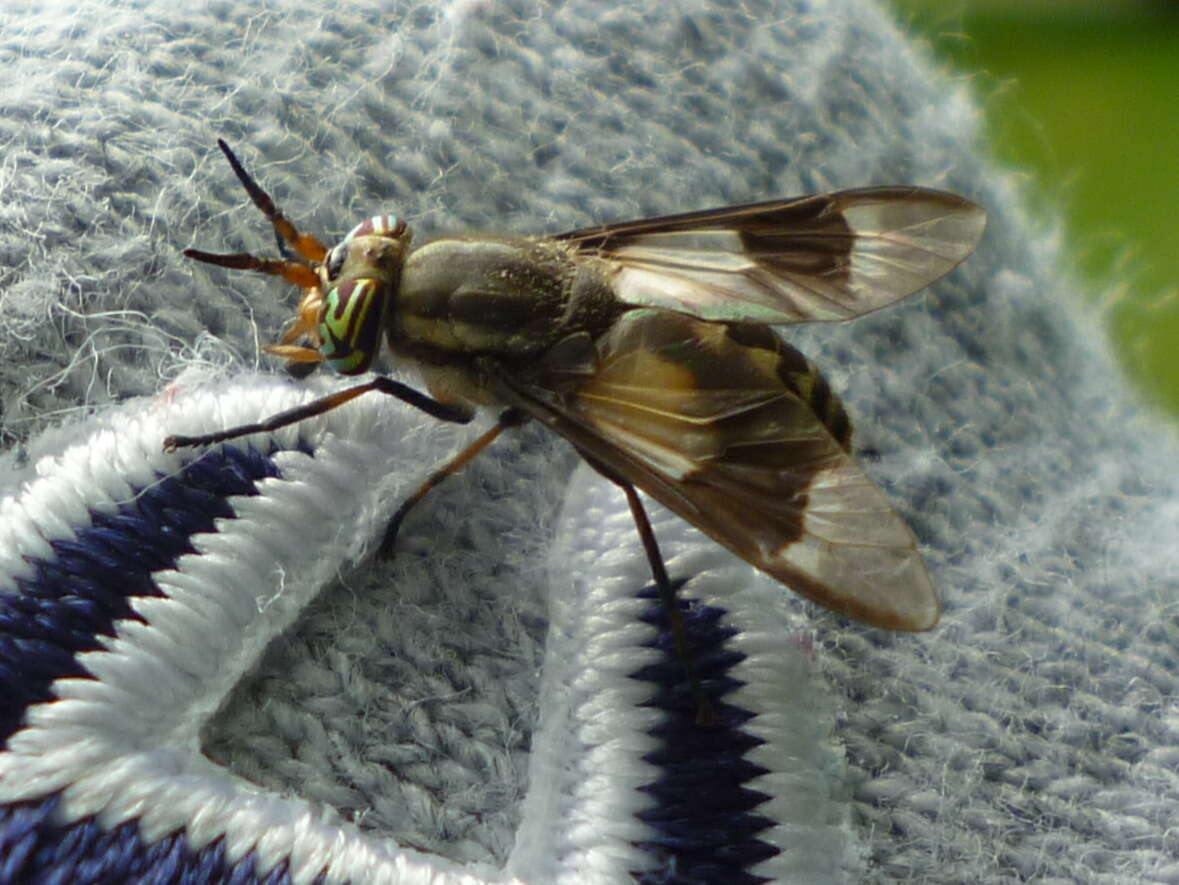 Image of Chrysops callidus Osten Sacken 1875