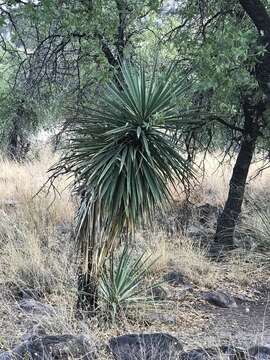 Image de Yucca madrensis Gentry