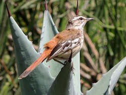 Image of White-browed Scrub Robin