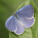 Image of Celastrina gigas (Hemming 1928)