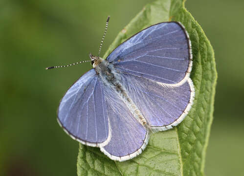 Image of Celastrina gigas (Hemming 1928)