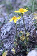 Image of northern groundsel