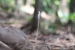 Image of Gastrodia peichatieniana S. S. Ying