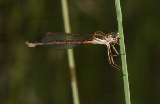 Image of Austrolestes analis (Rambur 1842)