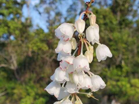 Image of honeycup