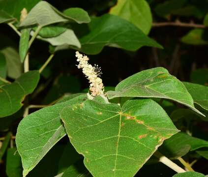 Image de Croton suberosus Kunth