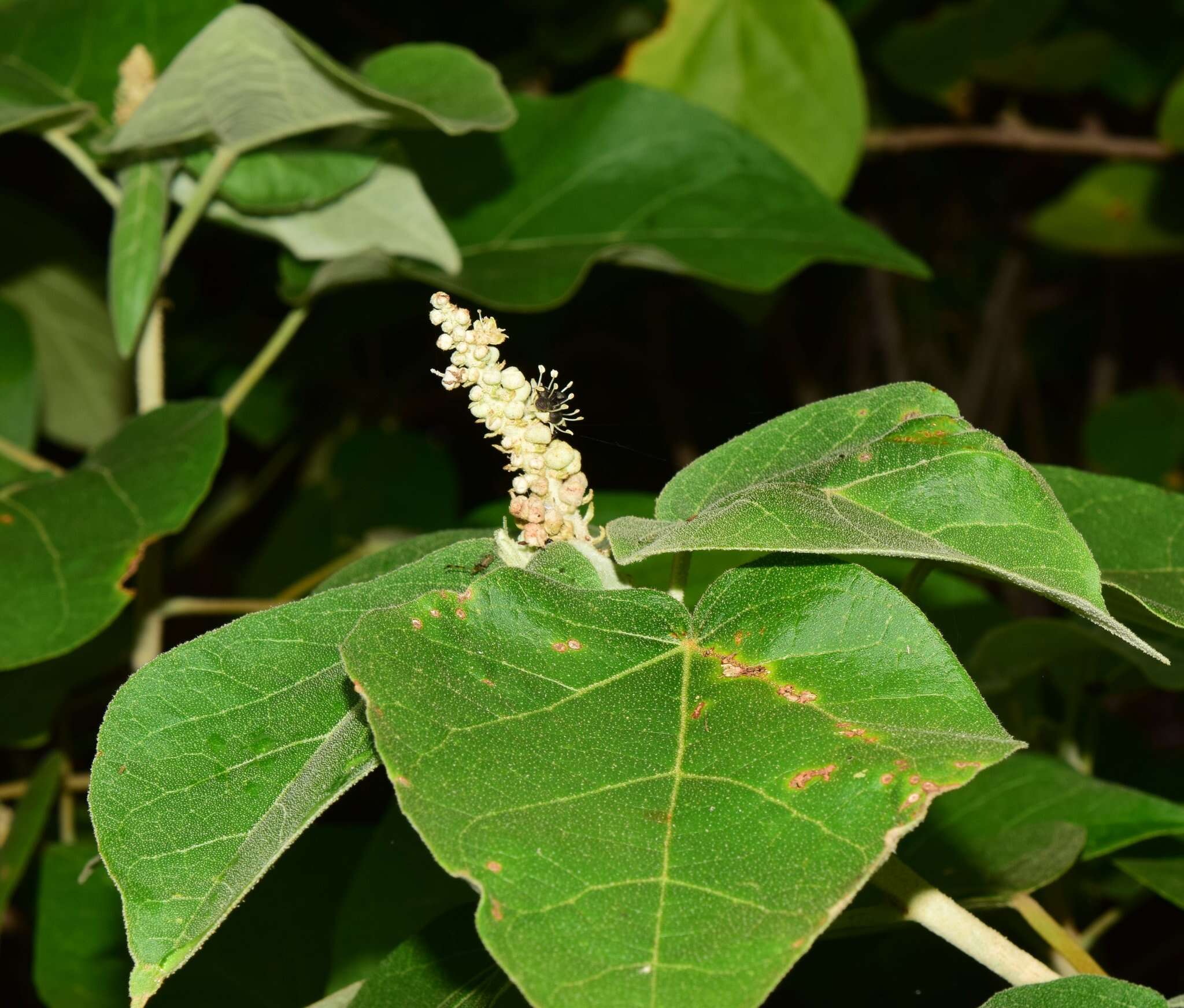 Imagem de Croton suberosus Kunth