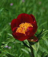 Image of Paeonia peregrina Miller