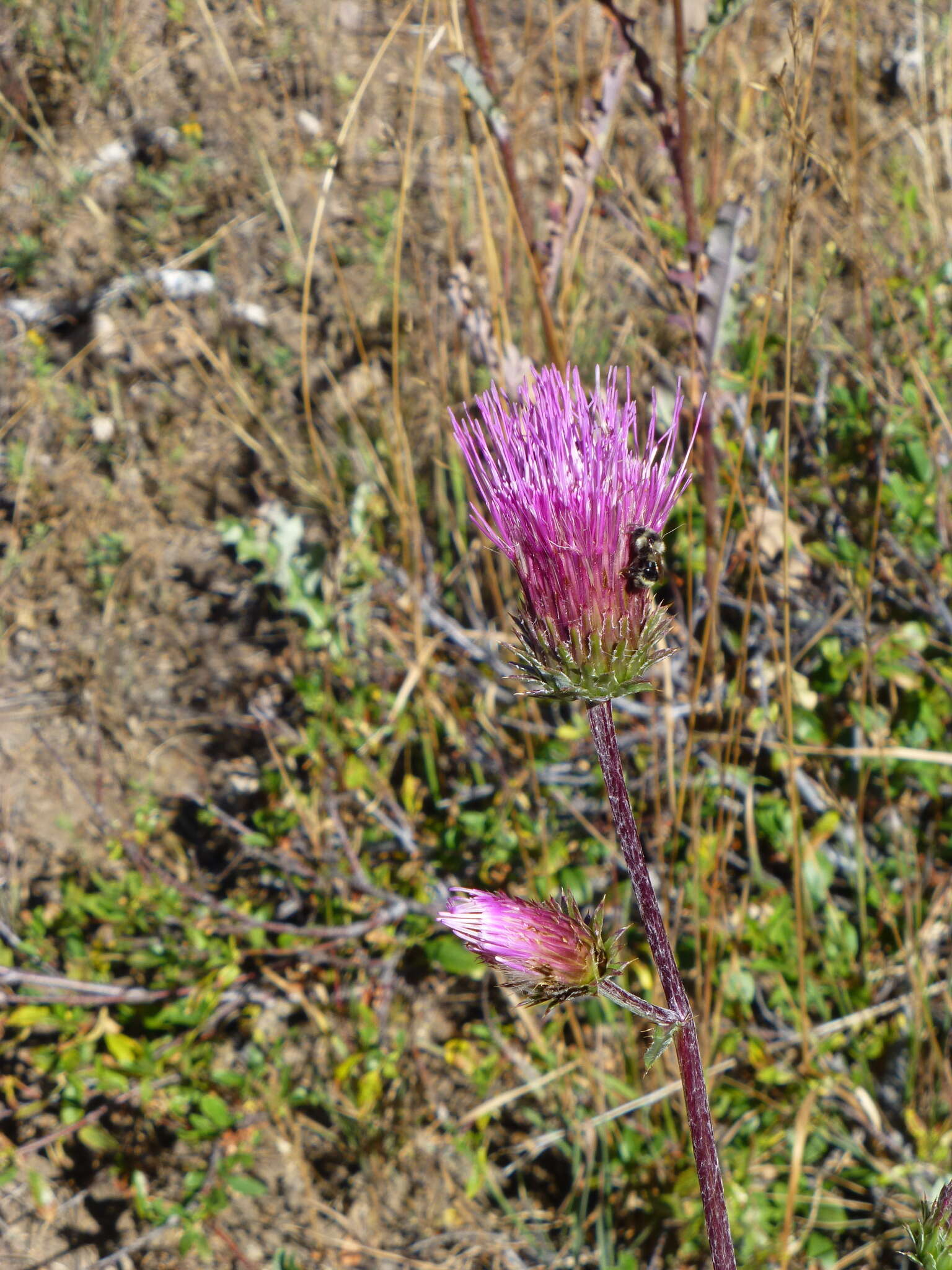 Imagem de Cirsium andersonii (A. Gray) Petr.