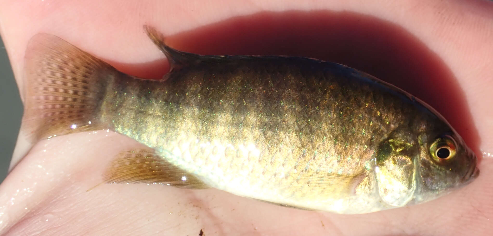 Image of Okavango tilapia