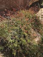 Image of Eastern Mojave buckwheat