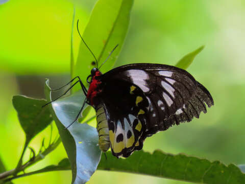 Sivun Ornithoptera priamus (Linnaeus 1758) kuva