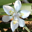 Image of Wild iris