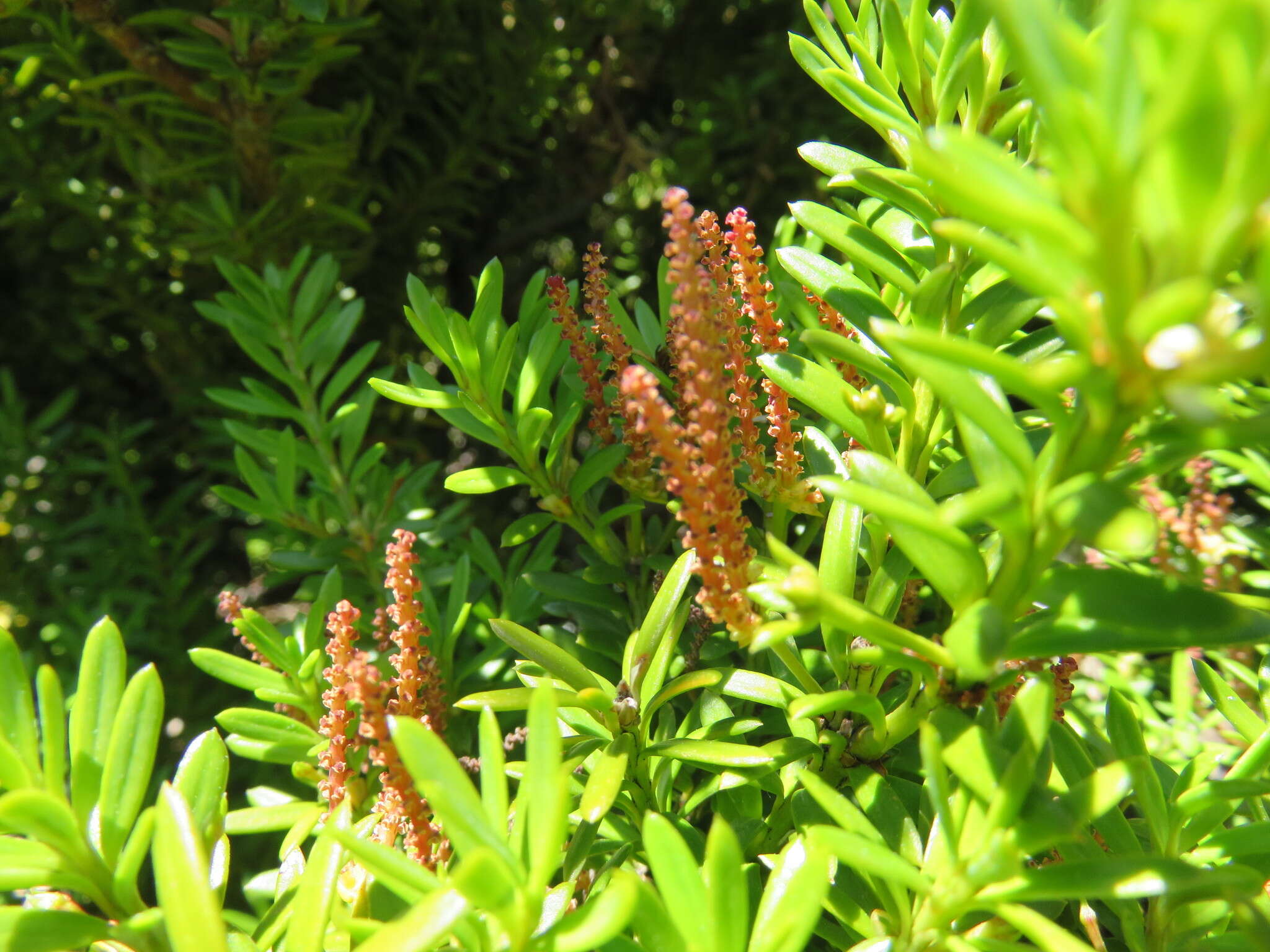 صورة Podocarpus nivalis Hook.