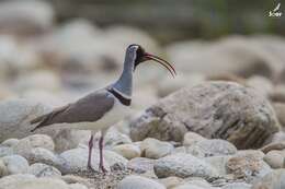 Image of ibisbills