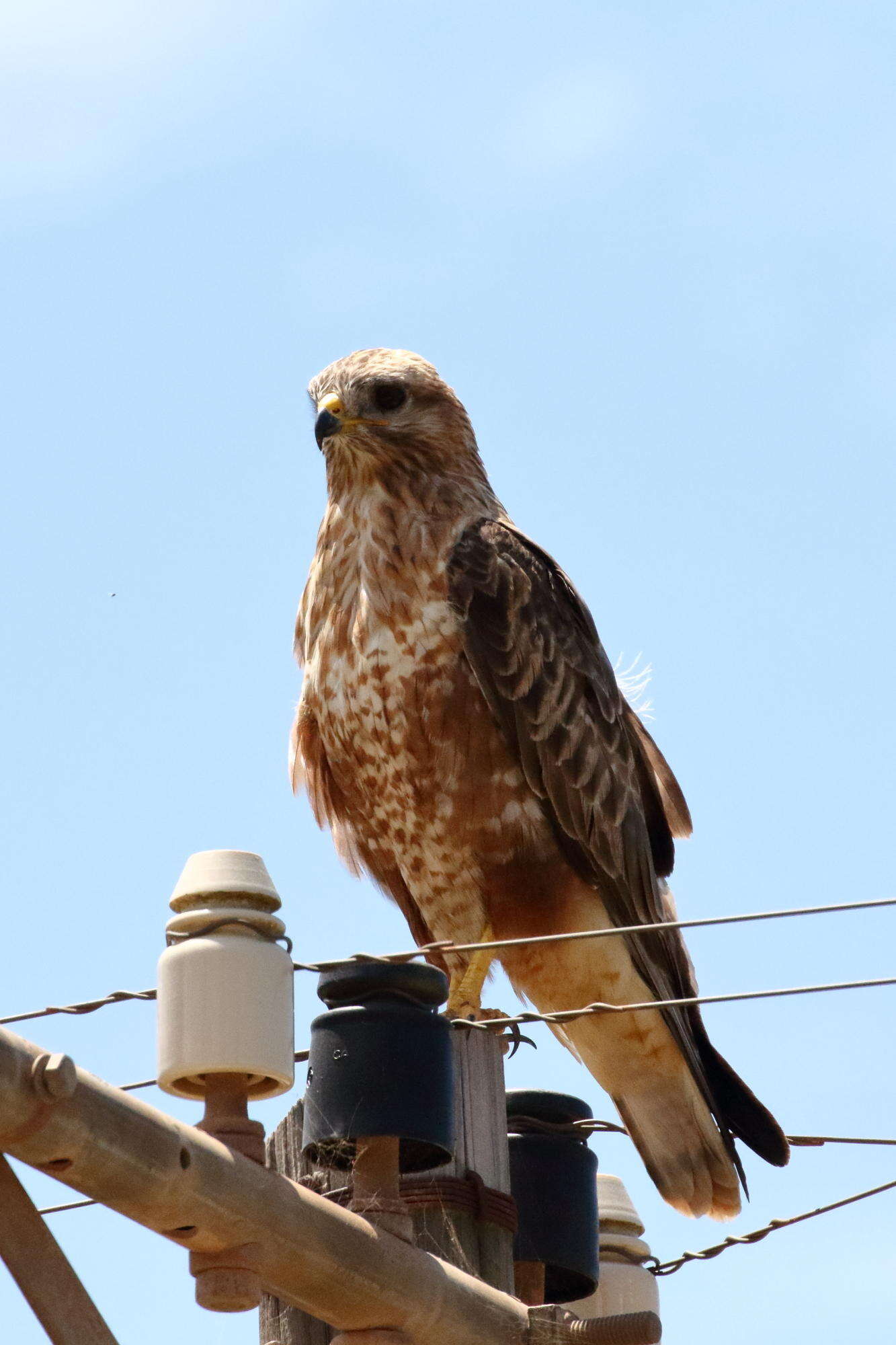 Imagem de Buteo buteo vulpinus (Gloger 1833)