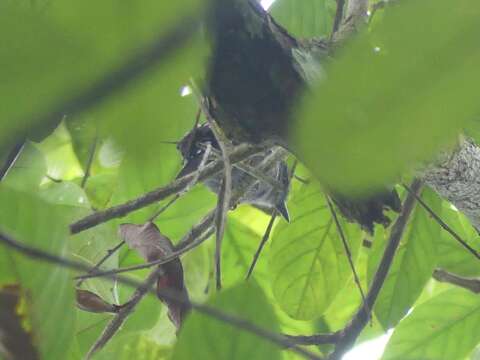 Image of Amazonian Antshrike