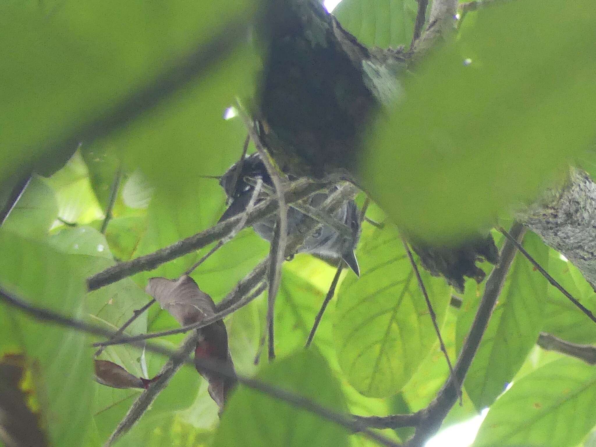 亞馬遜蟻鵙的圖片