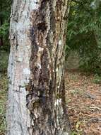Image of Sudden oak death